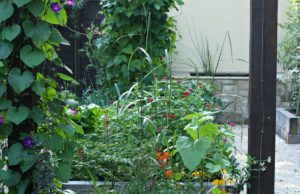 the garden in August