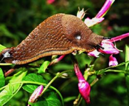 Natural tips to keep slugs and snails away from our salads!