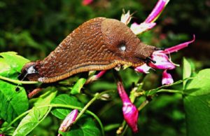 Natural tips to keep slugs and snails away from our salads!