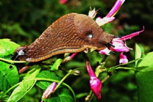 Natural tips to keep slugs and snails away from our salads!