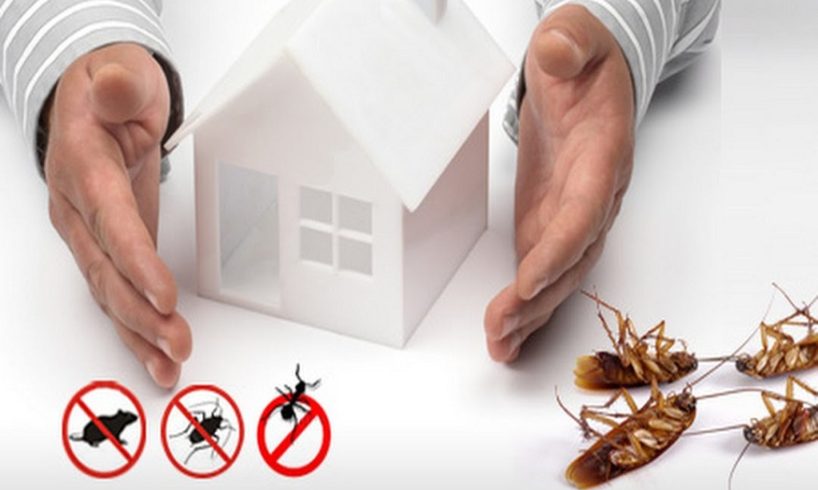 WHY HIRING A PEST CONTROL EXPERT BENEFICIAL