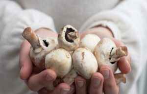 shrooms stay in your system